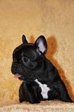 BOULEDOGUE FRANCAIS 809